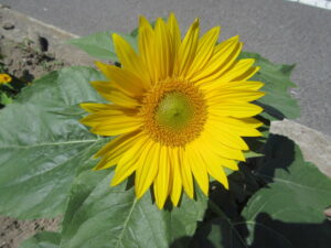 のなか園の植物たち‥